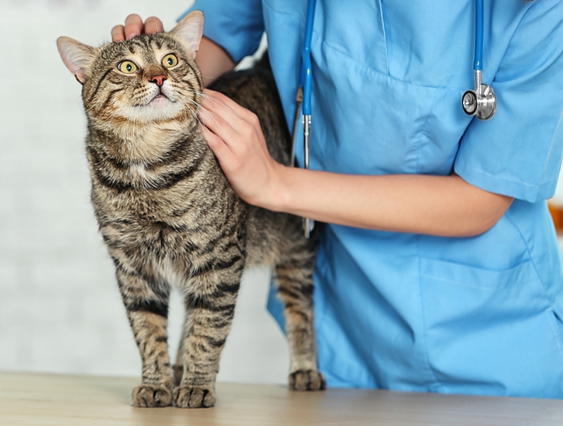 Veterinary Jobs in Bath